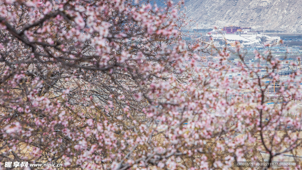 林芝桃花沟 