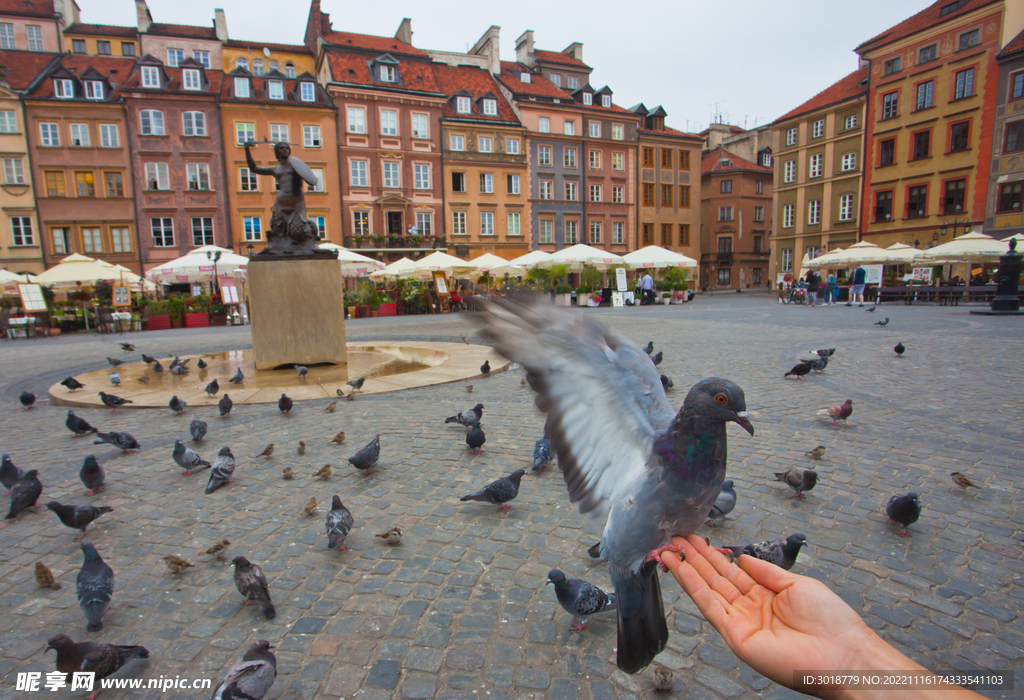华沙老城广场喂鸽子