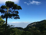 庐山迎客松