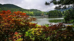 庐山红叶