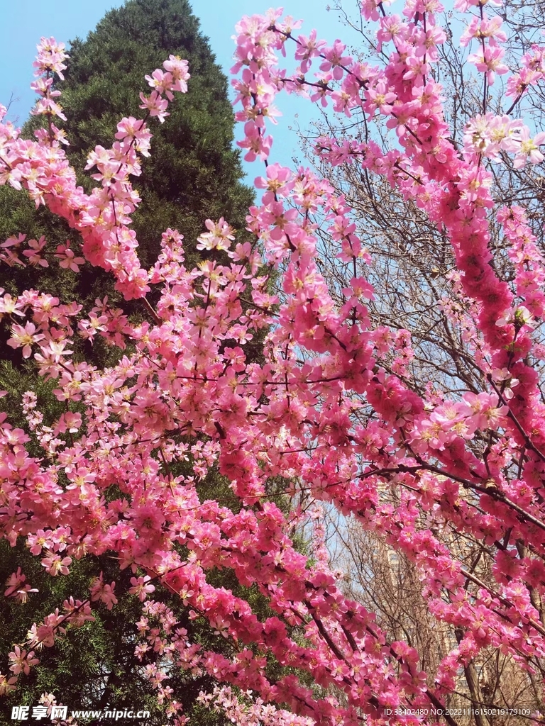 桃花