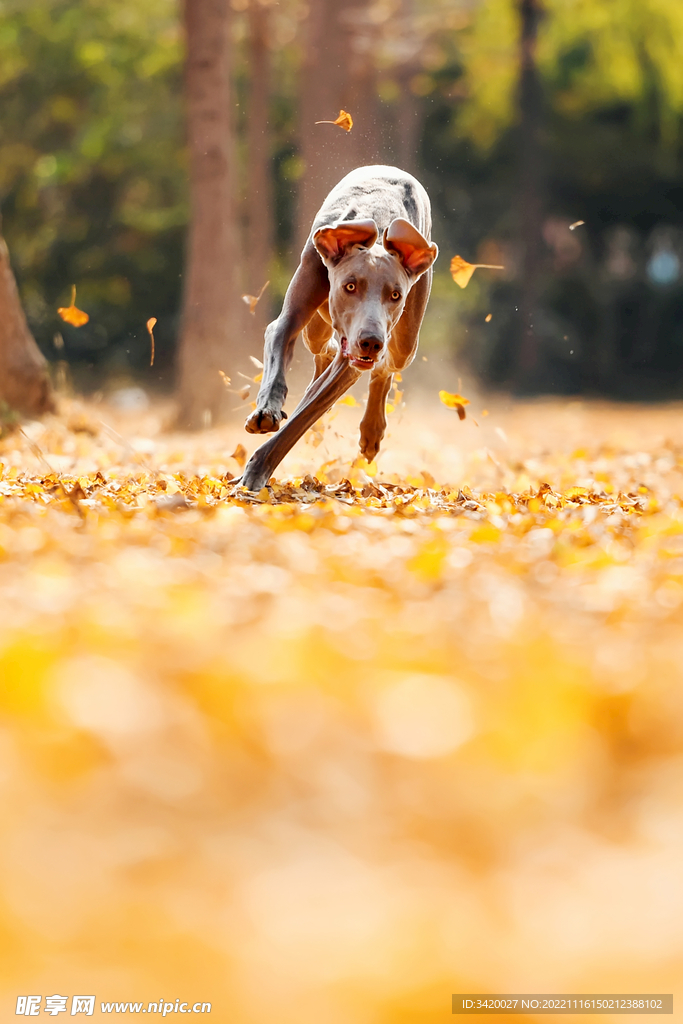 威玛猎犬