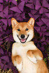 日本柴犬