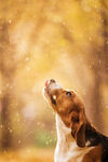 巴仙吉犬
