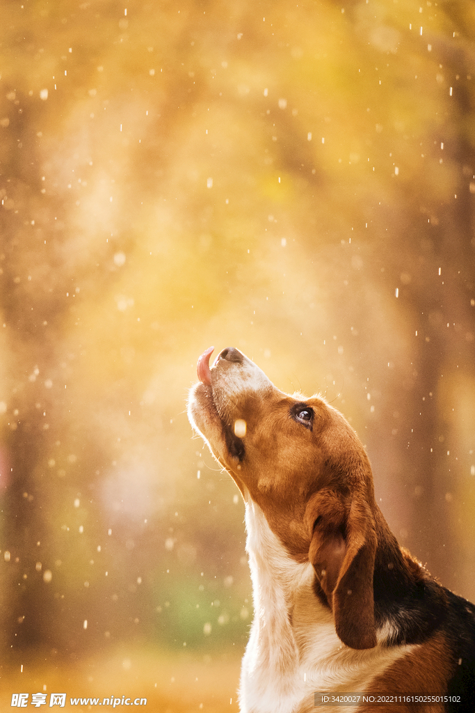 巴仙吉犬