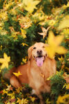 金毛犬
