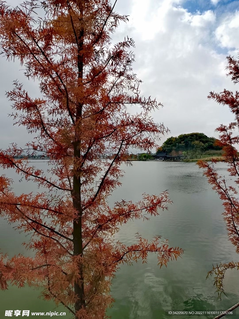 秋湖秋叶