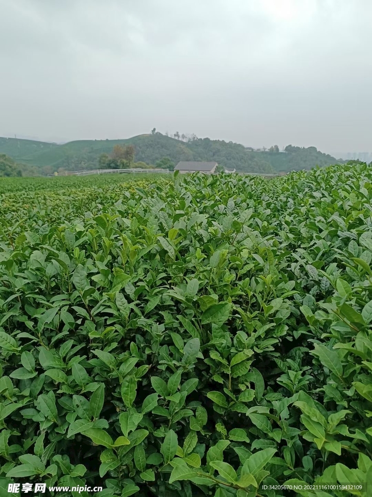 茶园山色