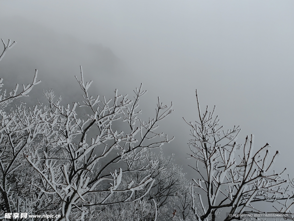 雪枝丫