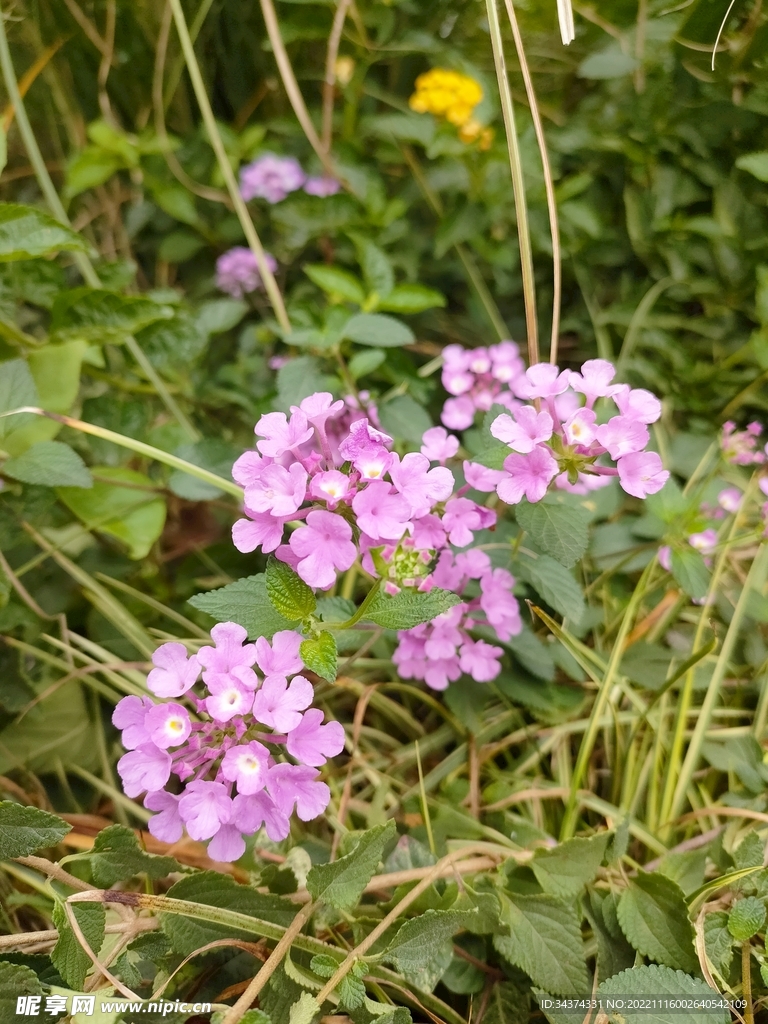 绣球花