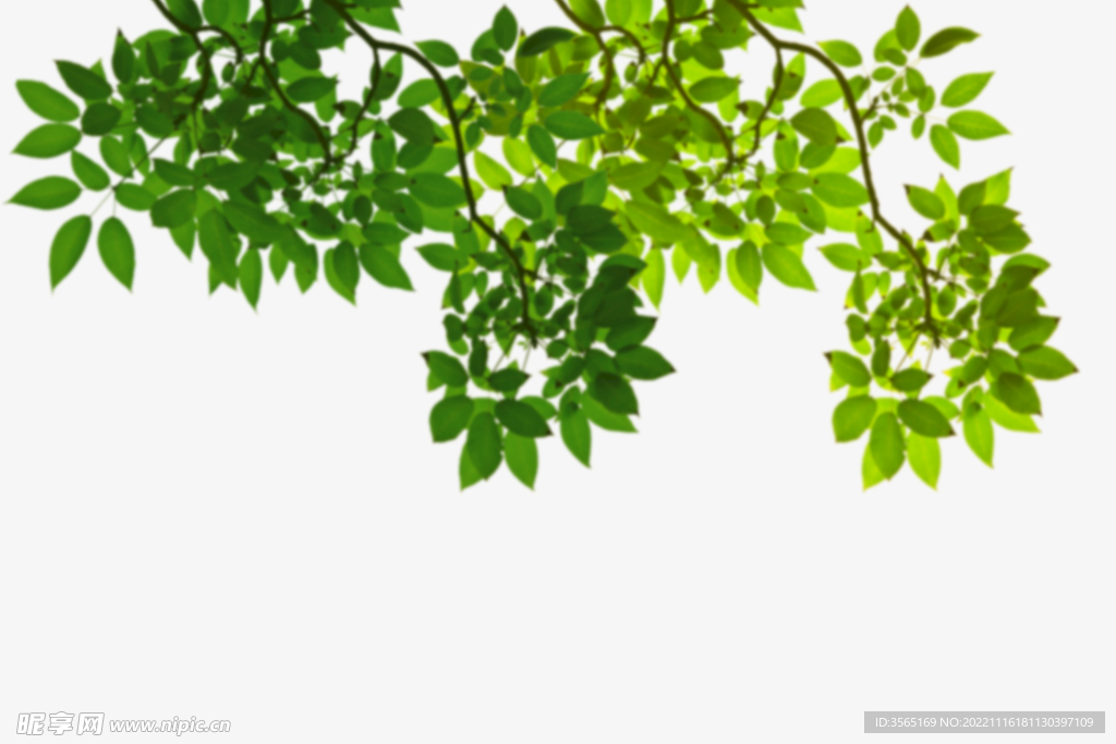 绿色树枝叶子透明背景合成素材P