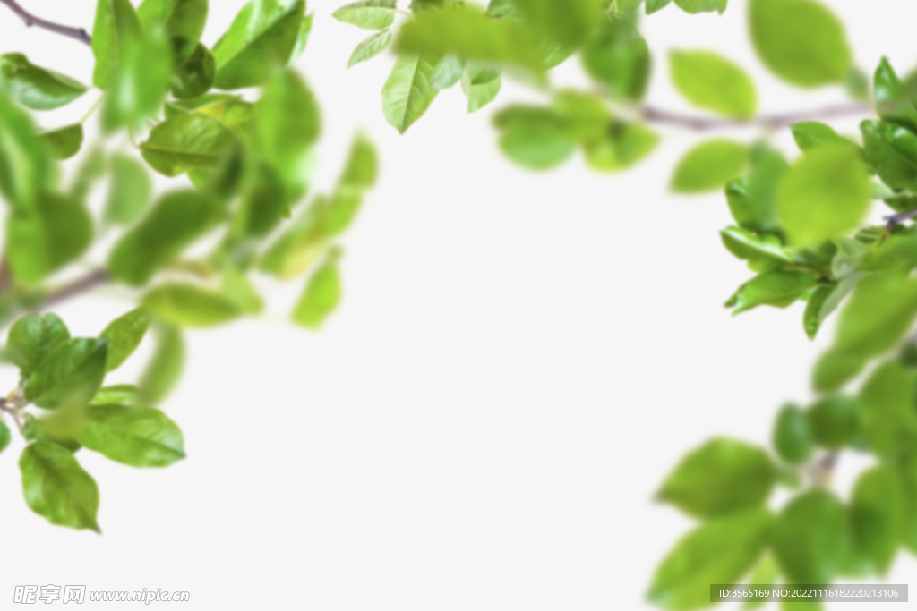 绿色树枝叶子透明背景合成素材