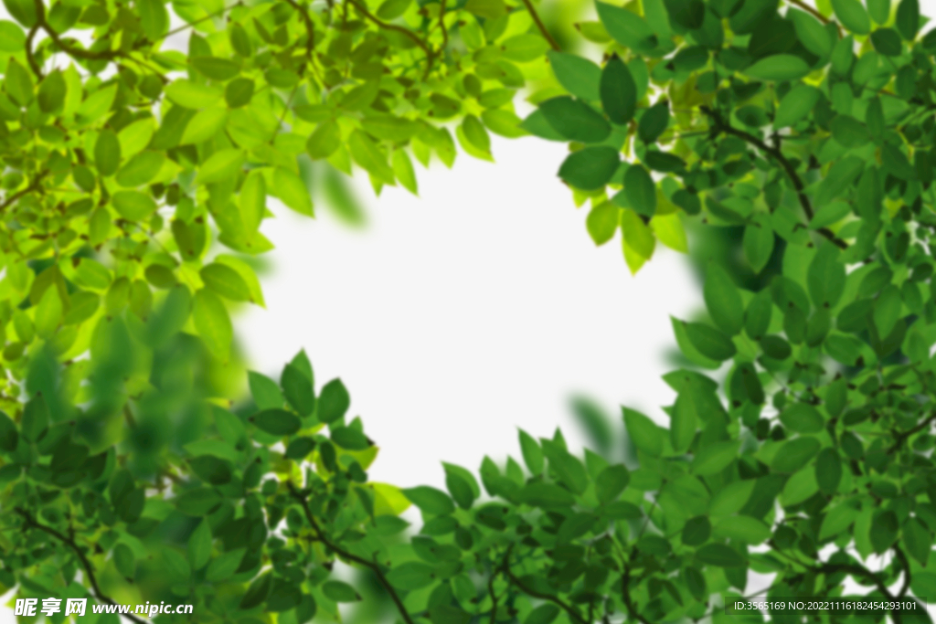 绿色树枝叶子透明背景合成素材