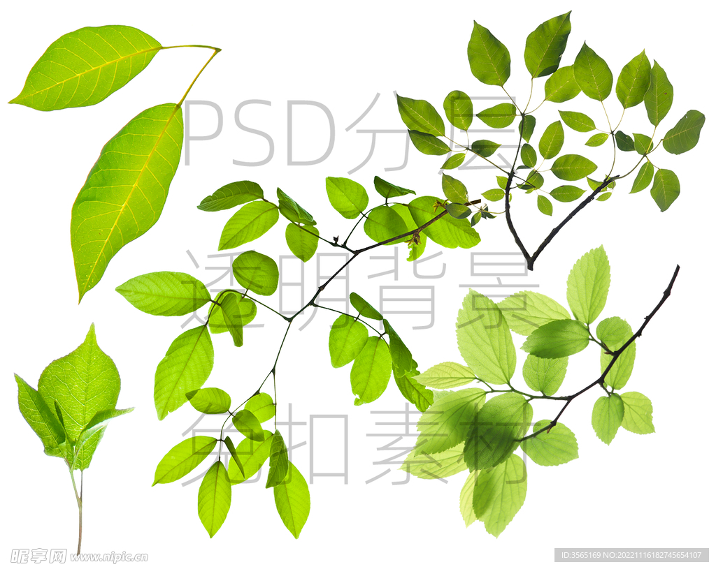 绿色树枝叶子透明背景免扣PSD
