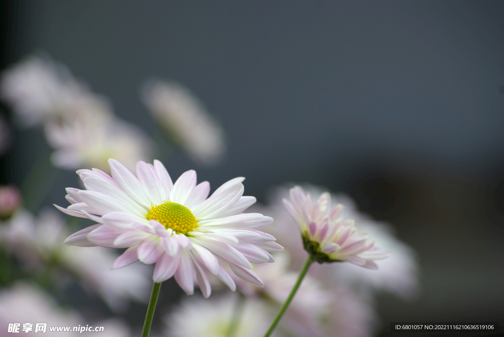 雏菊