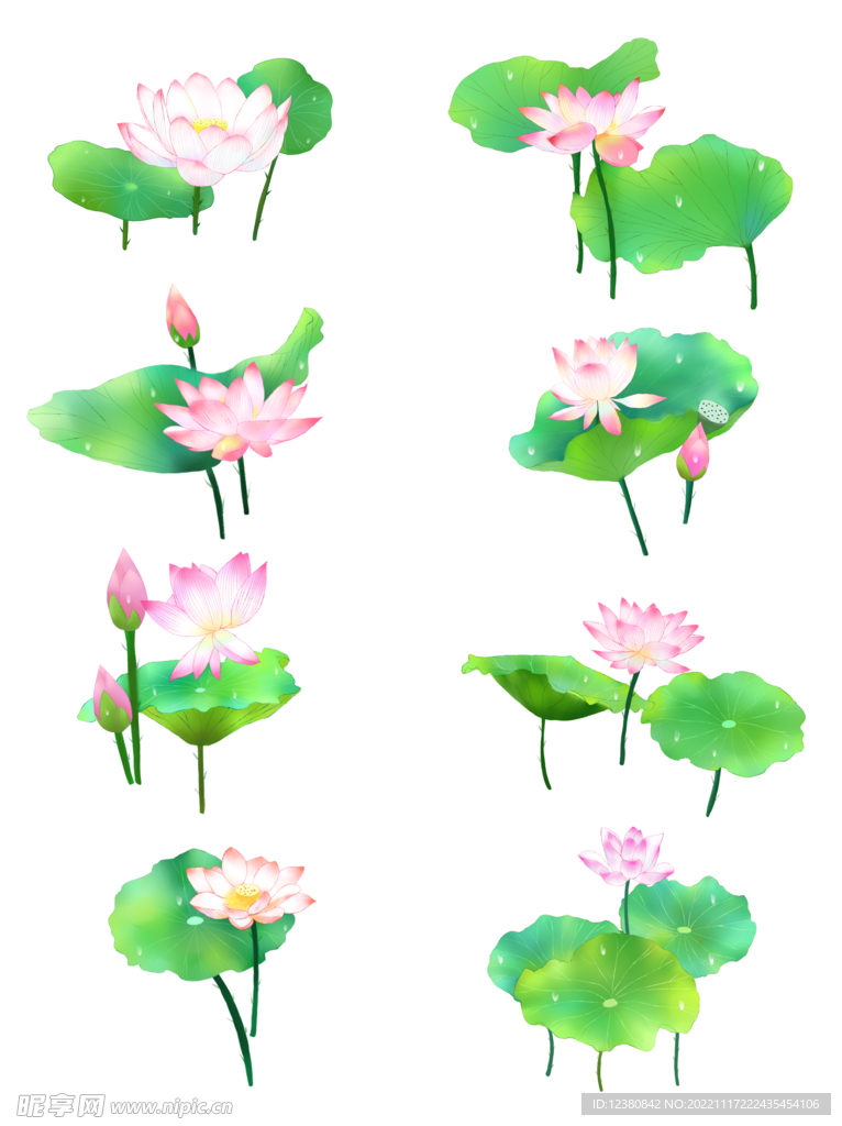 荷花