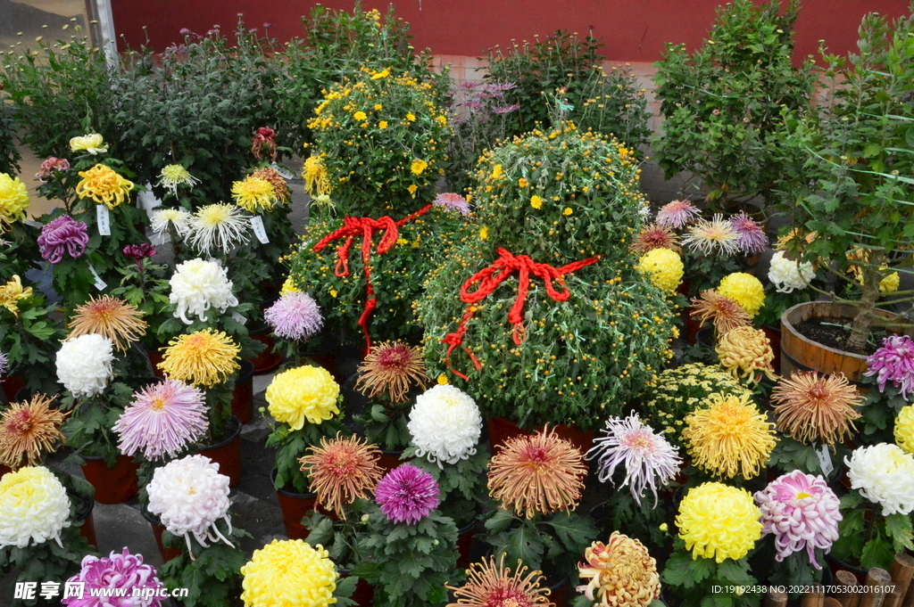 菊花 