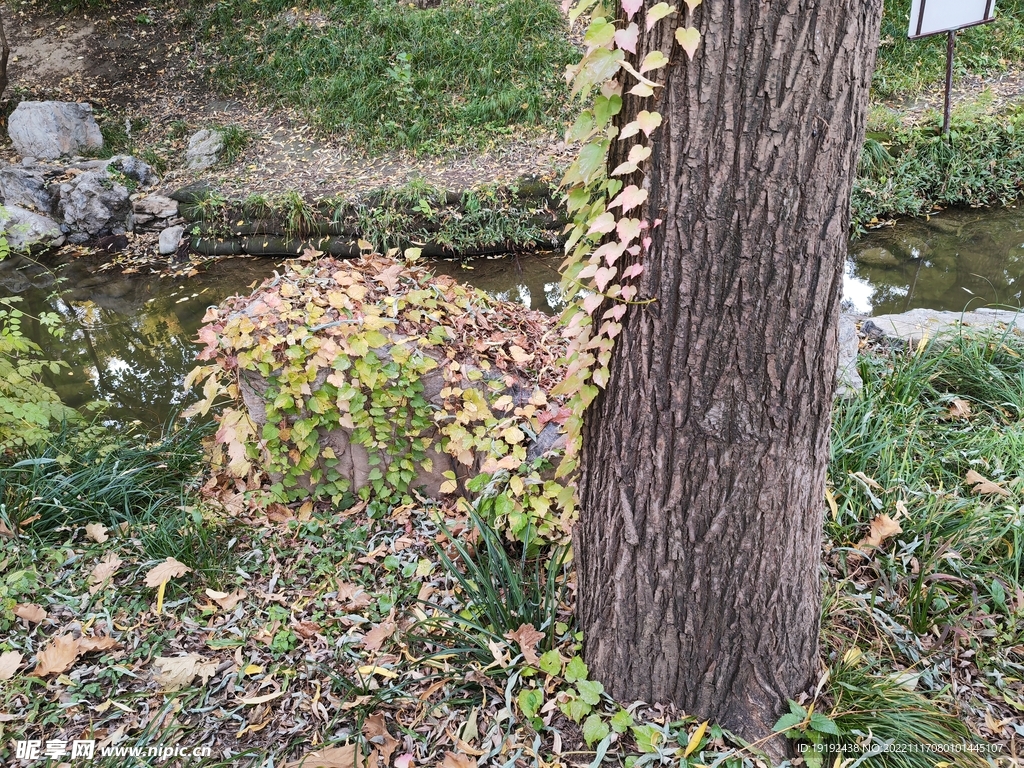 地锦秋叶  