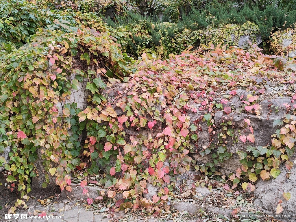 地锦秋叶 