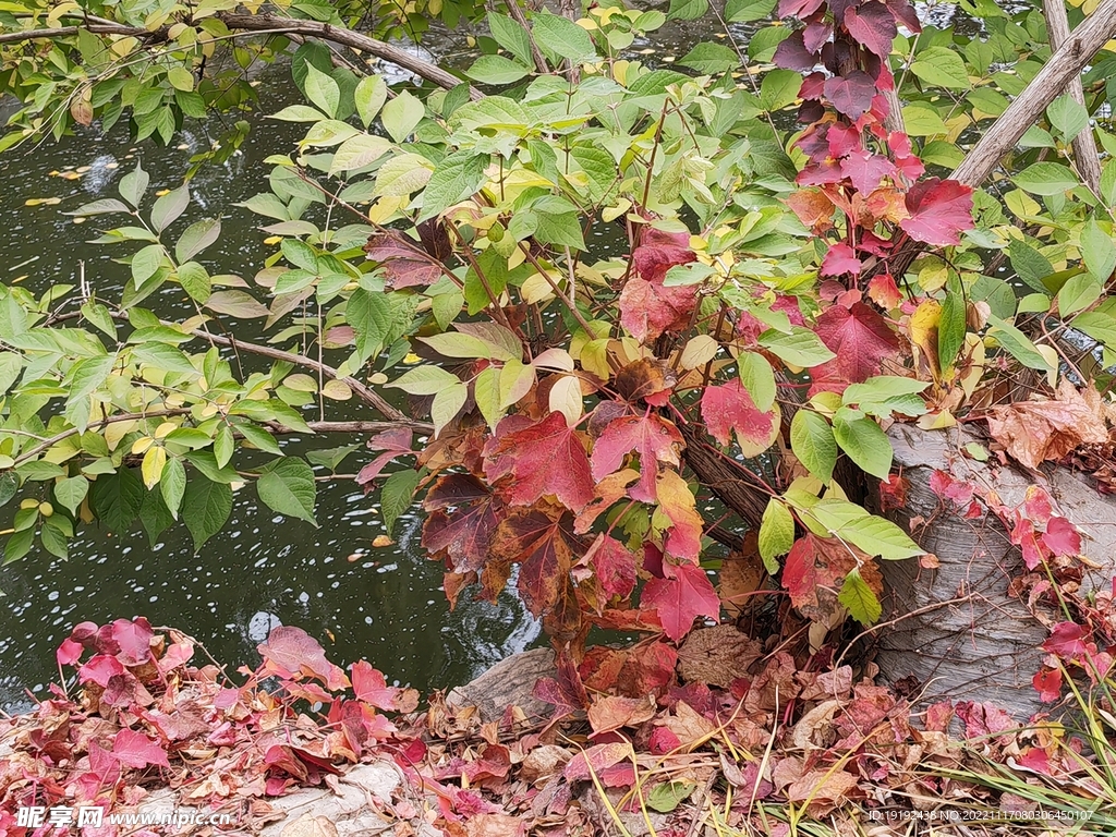 地锦秋叶 