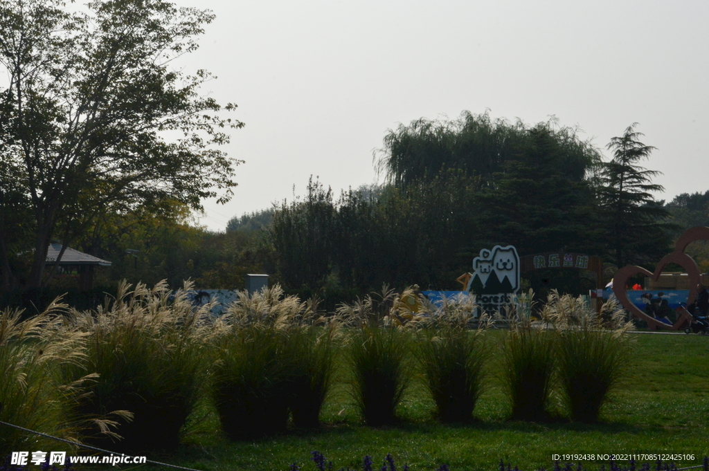 芒草风景 