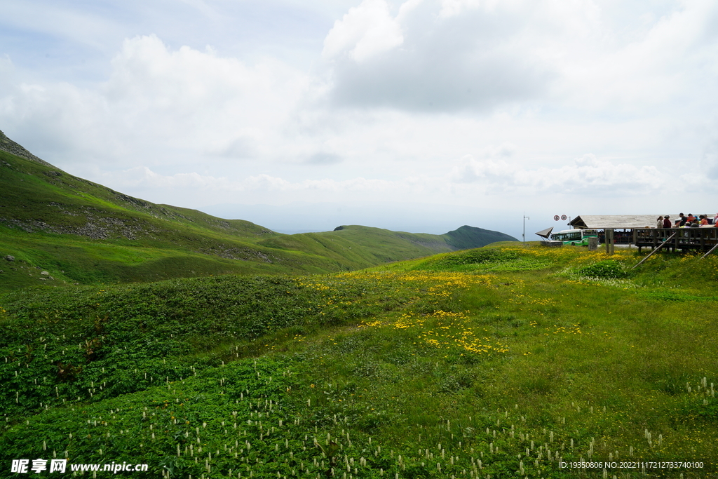 长白山山坡草地上的野花