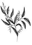 简笔绘画植物花朵图谱