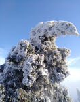 衡山雪松摄影