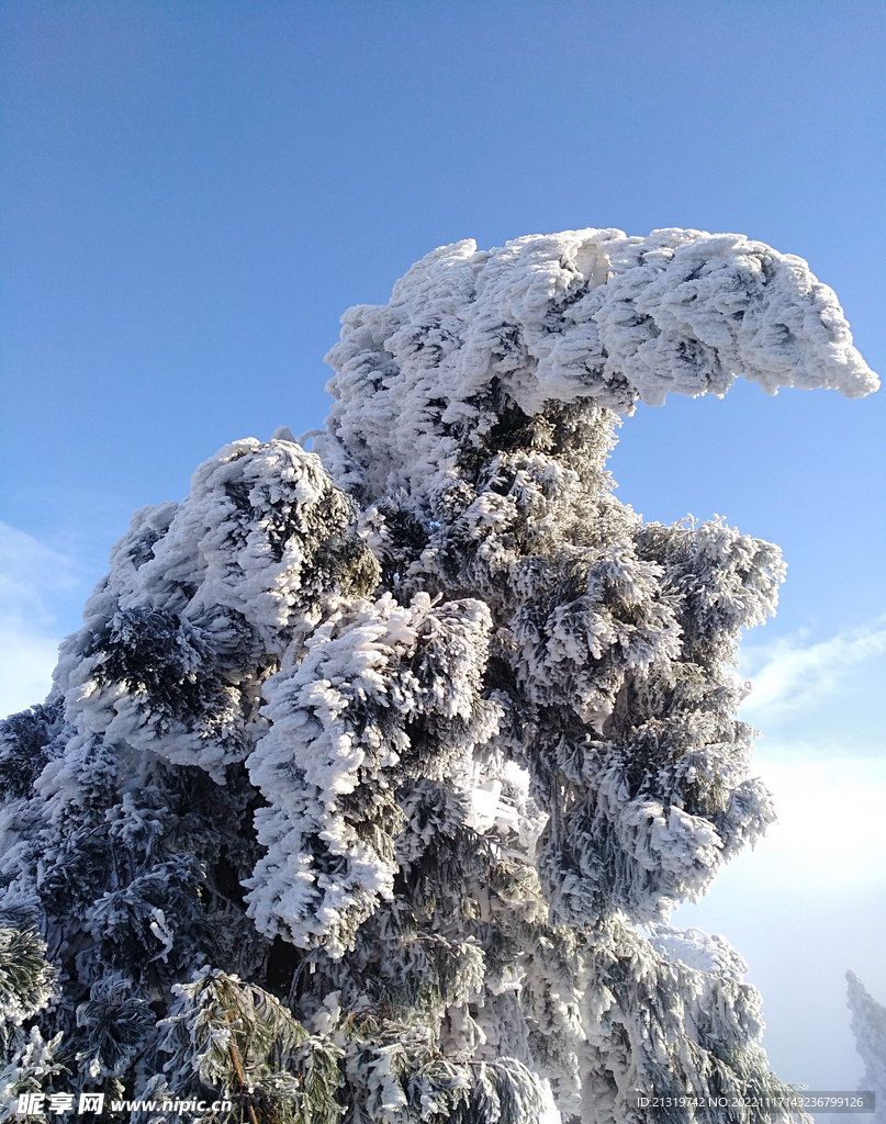 衡山雪松摄影