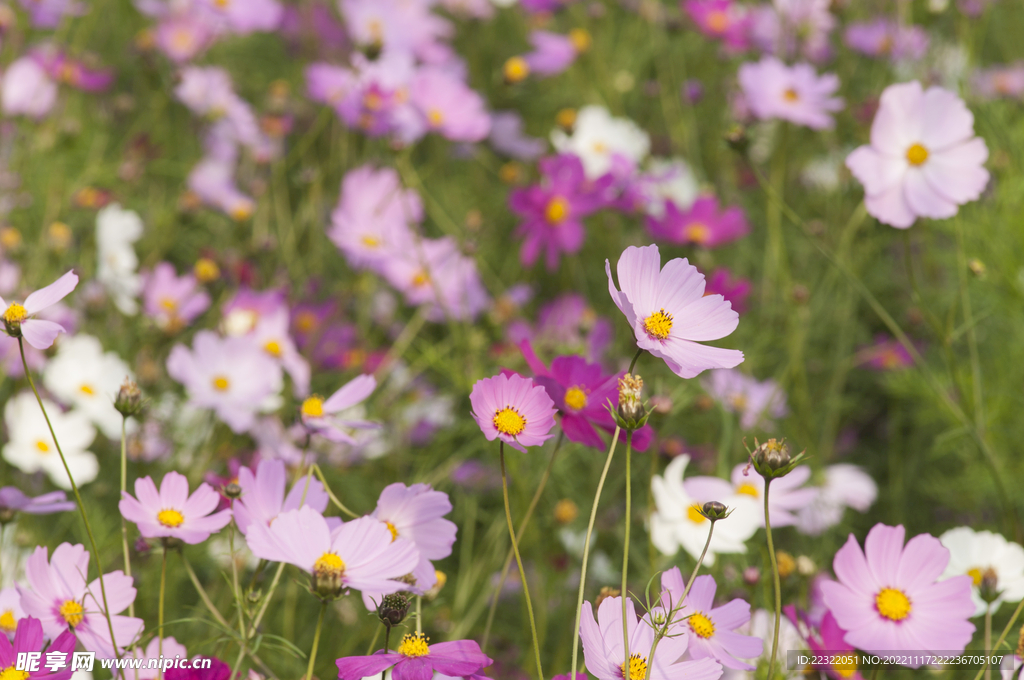 格桑花