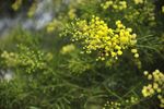 黄花