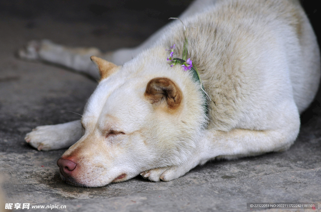 田园犬