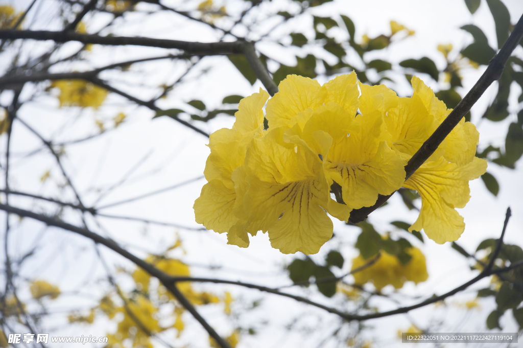 黄花风铃木