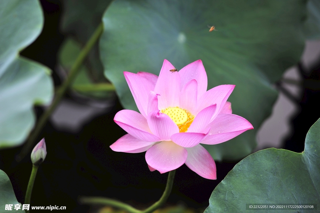 荷花