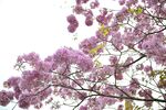 紫色花