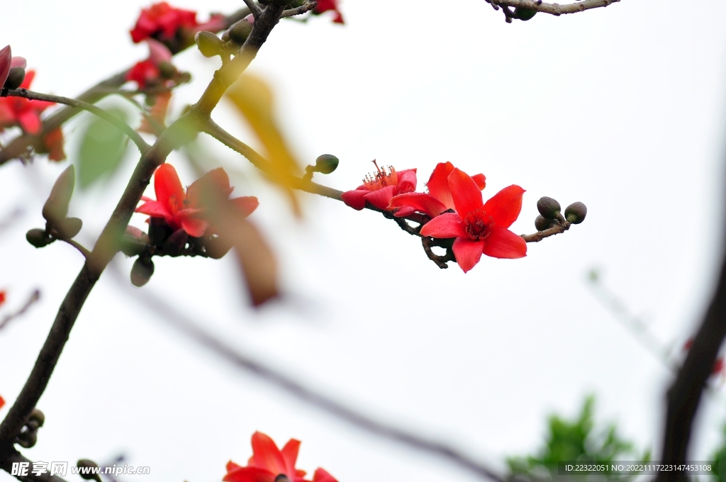 木棉花