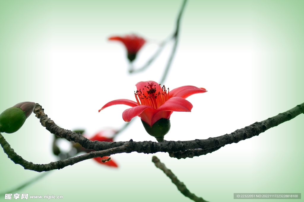 木棉花