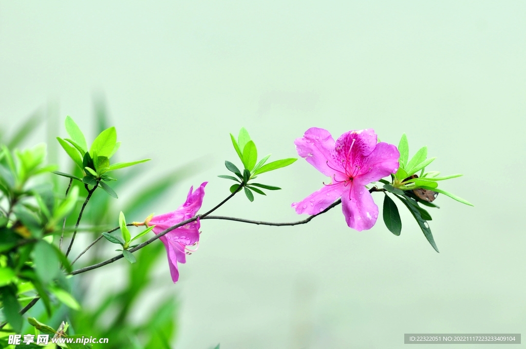 杜鹃花