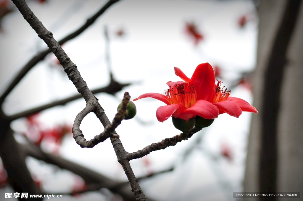 木棉花
