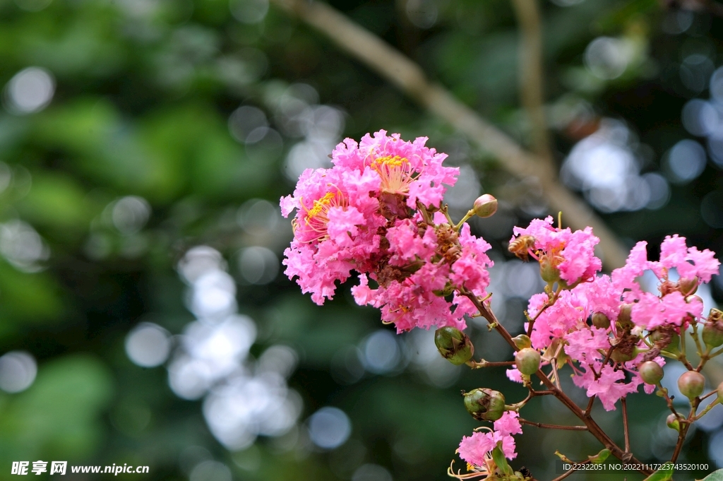 紫薇花