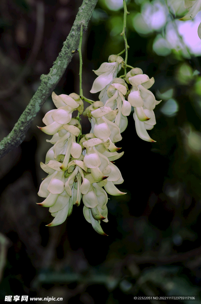 禾雀花