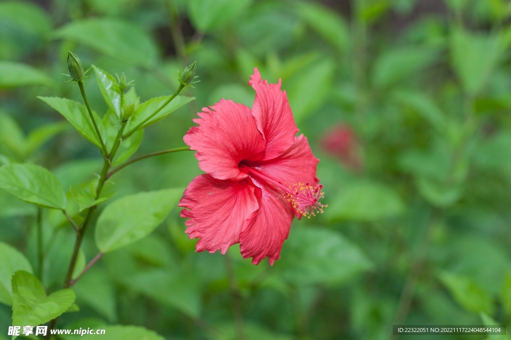 扶桑花