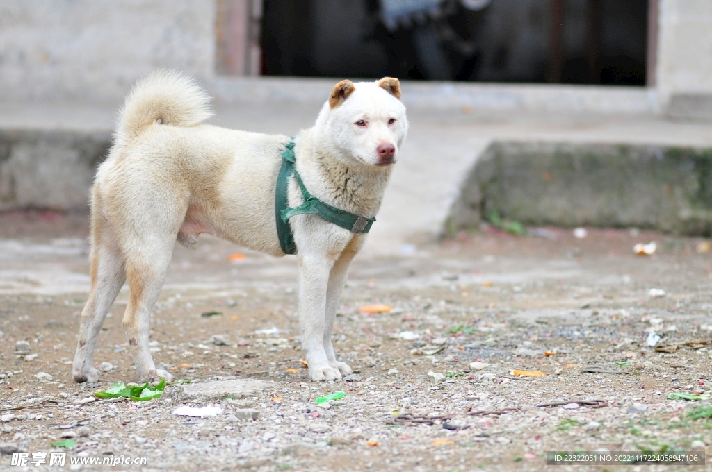 田园犬