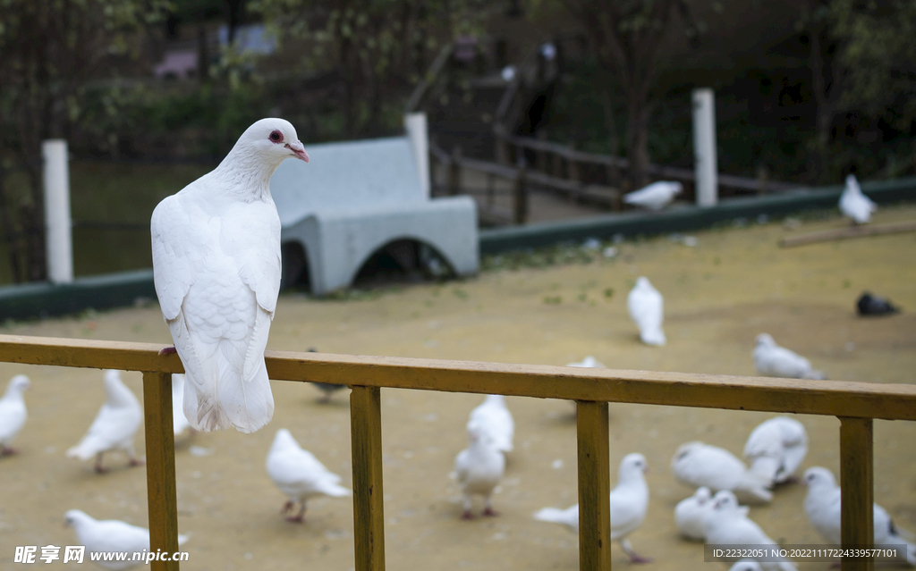 鸽子