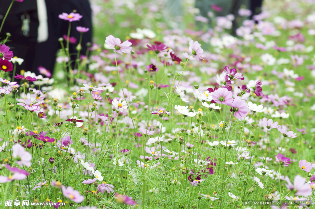 格桑花
