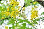 花槐