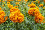 非洲菊