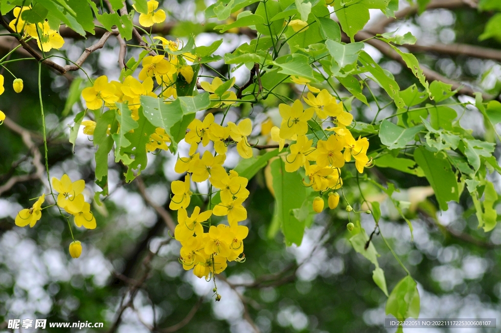 黄槐花