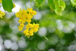 黄槐花