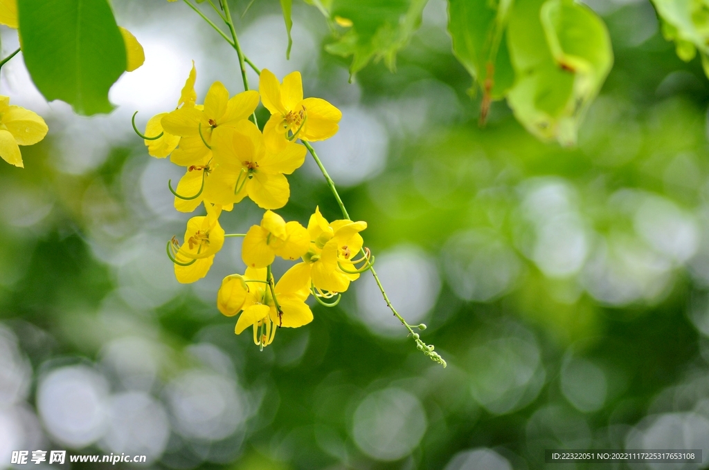 黄槐花